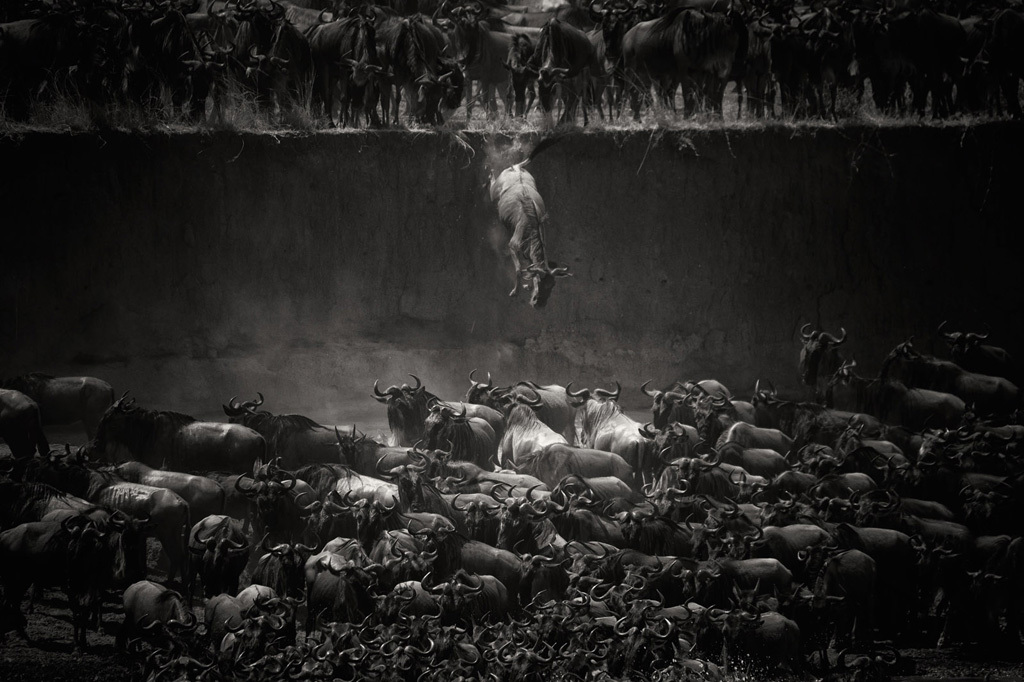 Jump of the wildebeest at the Mara river.