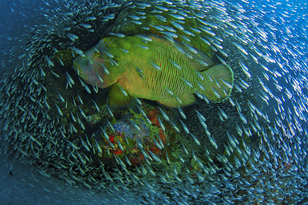 On a windy day right after a Cyclone passed the far northern Great Barrier Reef i took some friends out to the reef. Never before i saw that many glass fish on this particular coral 'bommie' . Just when i setup my camera, this Napoleon Wrasse swam right through the school of fish building a living frame.