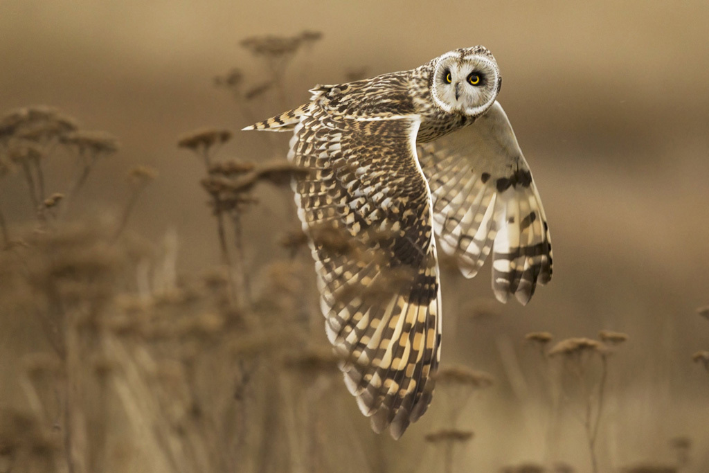 A wild short eared owl completes a shoulder check in case something was missed. Northern harriers were also hunting in the field and these raptors will often steal a kill from the owls.