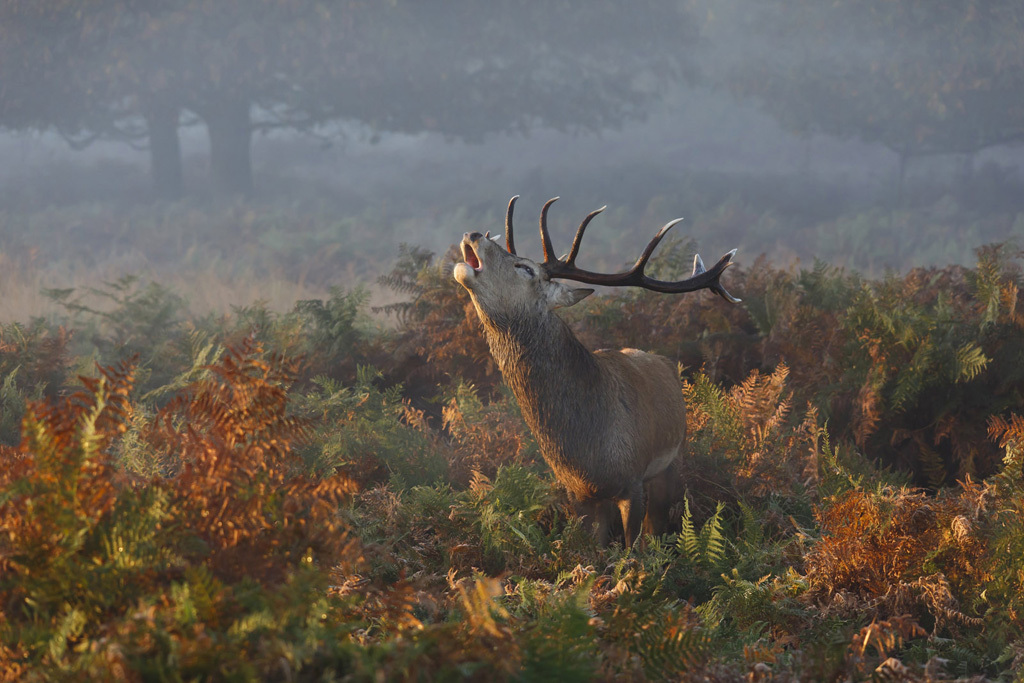 Stag Deer Bellowing in Richmond Park