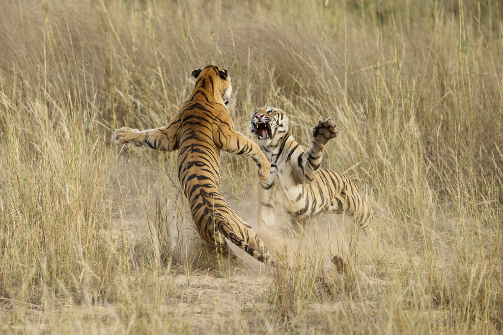 This playful fight amongst two young sub adult Tigers was indeed a brilliant life time opportunity, that lasted exactly 4-5 seconds. The cubs were sitting in the grass as dusk approached when suddenly one of them sneaked up behind the other and what happened next is captured in this image. This playful fight amongst the siblings is what prepares them for their survival in the wild. The sheer power of the Tiger is beautifully captured in this image and portrays the sheer muscle power that these magnificent cats possess. May 5th, 2014, Bandhavgarh National Park, Madhya Pradesh, India.