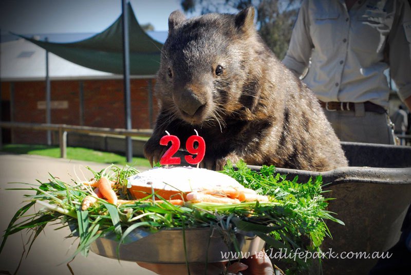 patrick-the-oldest-and-largest-living-wombat-3