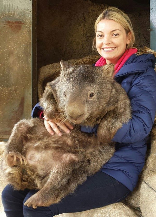 patrick-the-oldest-and-largest-living-wombat-4