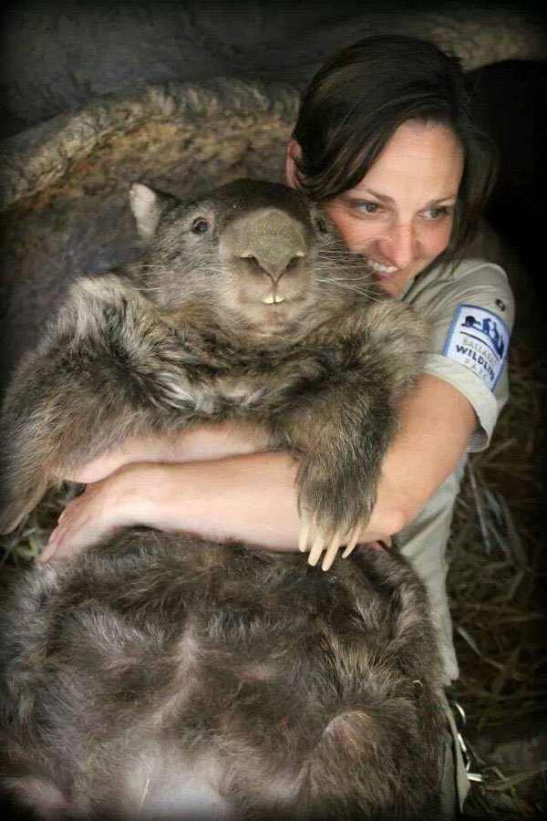 patrick-the-oldest-and-largest-living-wombat-5