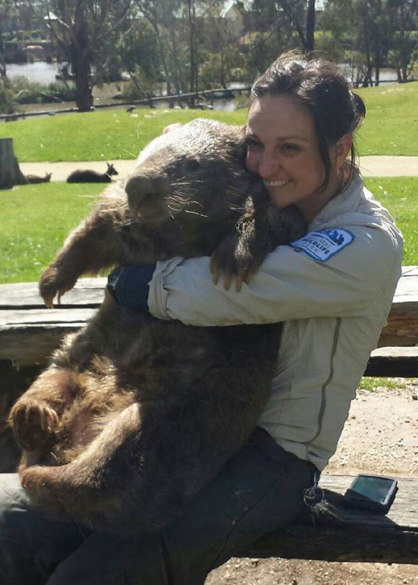 patrick-the-oldest-and-largest-living-wombat-6