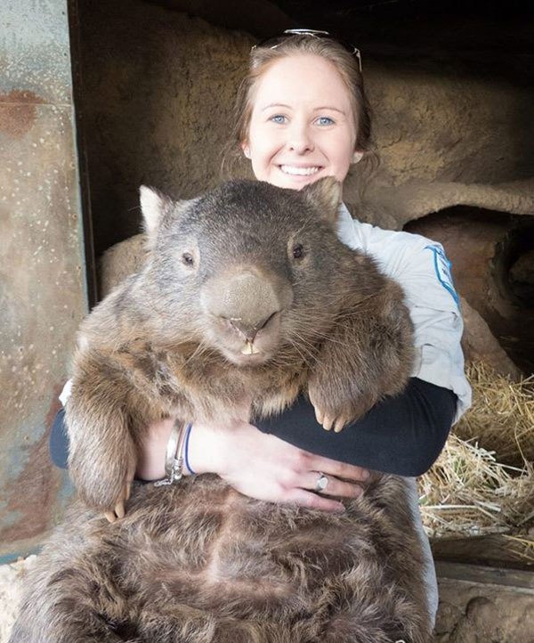 patrick-the-oldest-and-largest-living-wombat-7